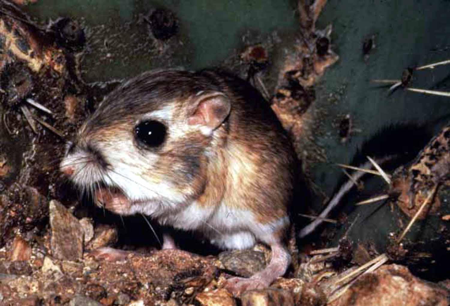 Kangaroo Rat