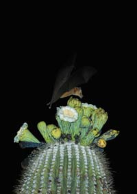 lesser long-nosed bat feeding from Sagauro flowers