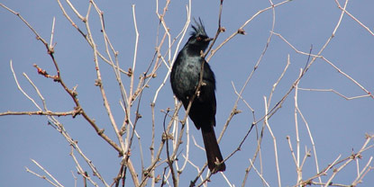 Phainopeplas can be seen most of the winter, look for them near desert mistletoe when it is in fruit.