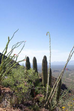 view from the route to Mt. Ajo