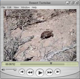 Desert Tortoise