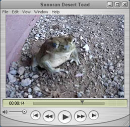 Sonoran Desert Toad