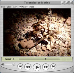 Tarantulas Mating