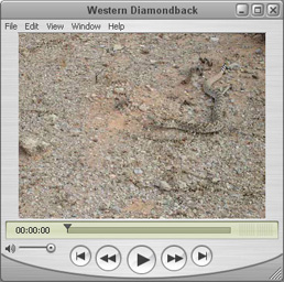 Western Diamondback