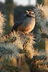 Cactus wren in a cholla cactus