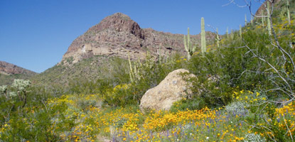 gold poppies and purple lupine in our wilderness