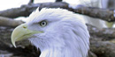 this is an eagle