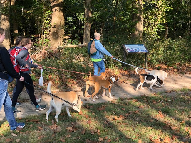 A group of pet owners walking their dogs on leashes on a park trail.