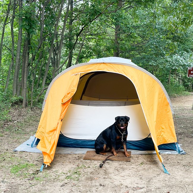 A dog sits in front of a tent. It is tethered on a 6 foot leash.