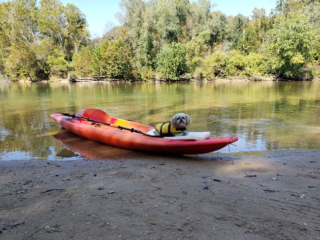A small white hairy dog in the front of a kayak on the edge of a clear stream.