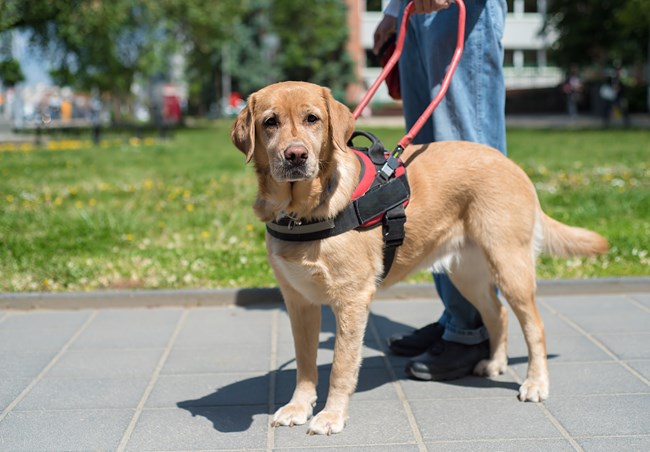 A service dog stands along a paved path.