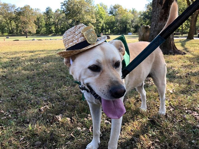 Up close picture of a yellow lab wearing a straw hat with a junior ranger badge attached to the hat.