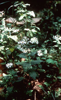 Forked aster