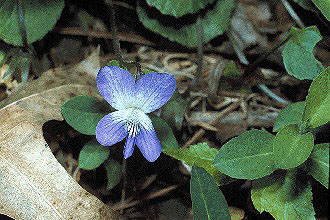marsh violet