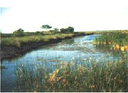 Battlefield vegetation