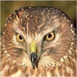 Northern harrier