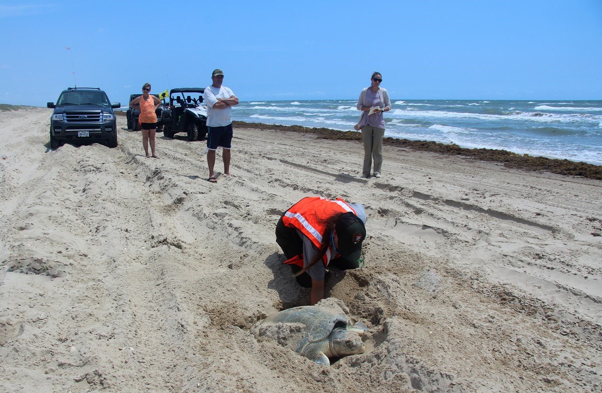 People watch as a biologist attends to a nesting Kemp's ridley sea turtle nesting in the sand on the beach.