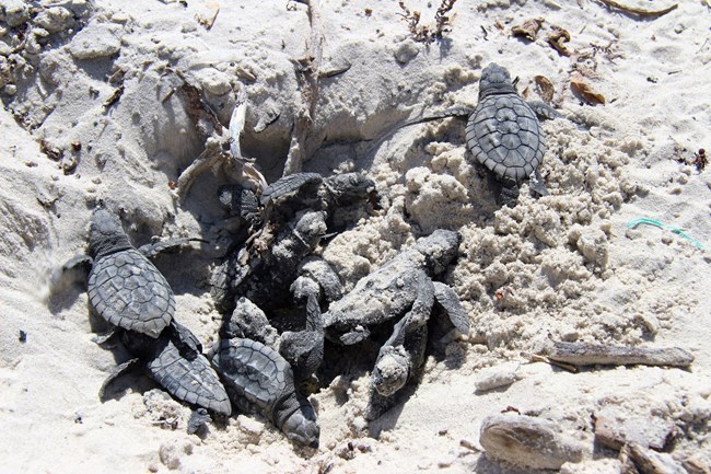 Kemp's ridley hatchlings emerge from a sandy nest on the beach.