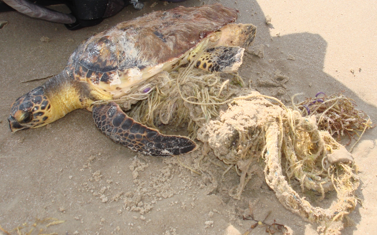 Live hawksbill entangled in rope