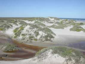 A view north along the fore-island dune ridge.