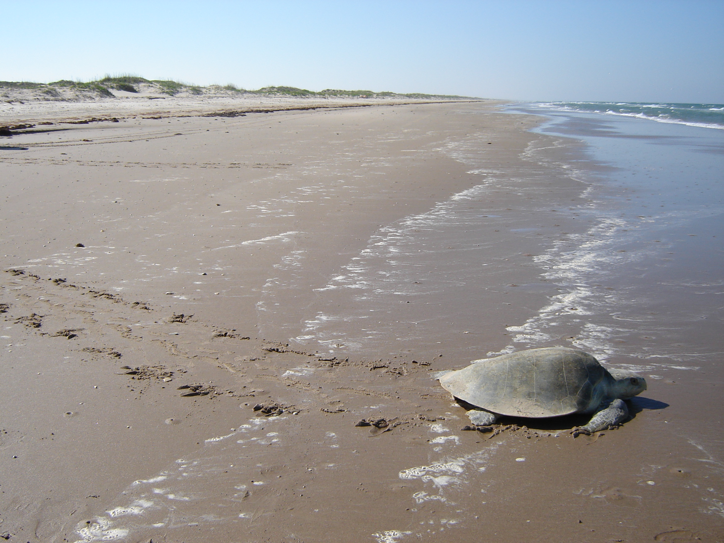 Return to the gulf