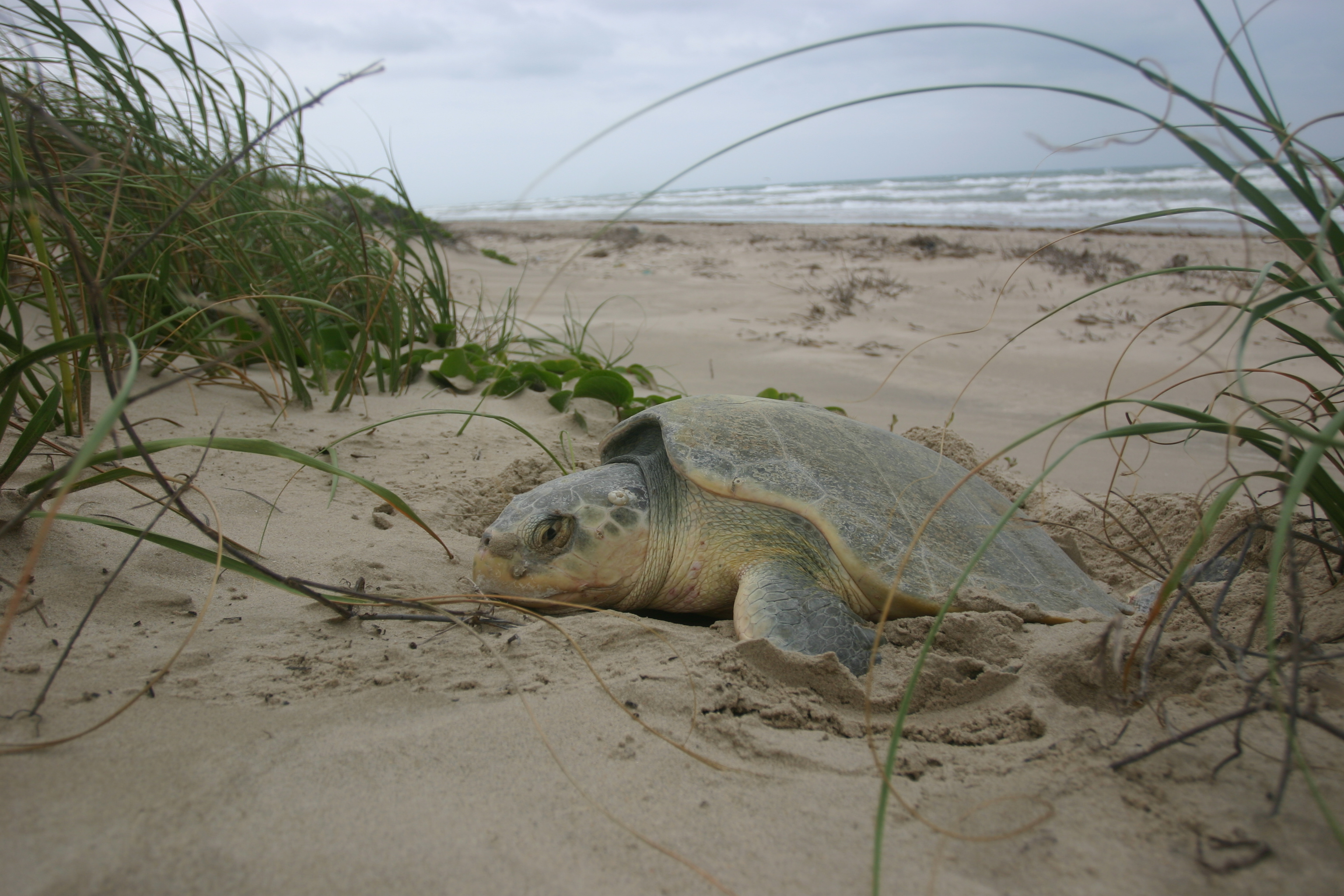 Nesting Kemp's ridley