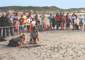 Sea turtle hatchling releases are normally held at dawn.&nbsp;