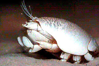 Mole Crab