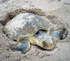 Nesting Kemp's ridley sea turtle (lepidochelys kempii)