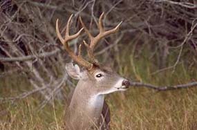 white-tailed buck