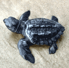 Kemp's ridley hatchling