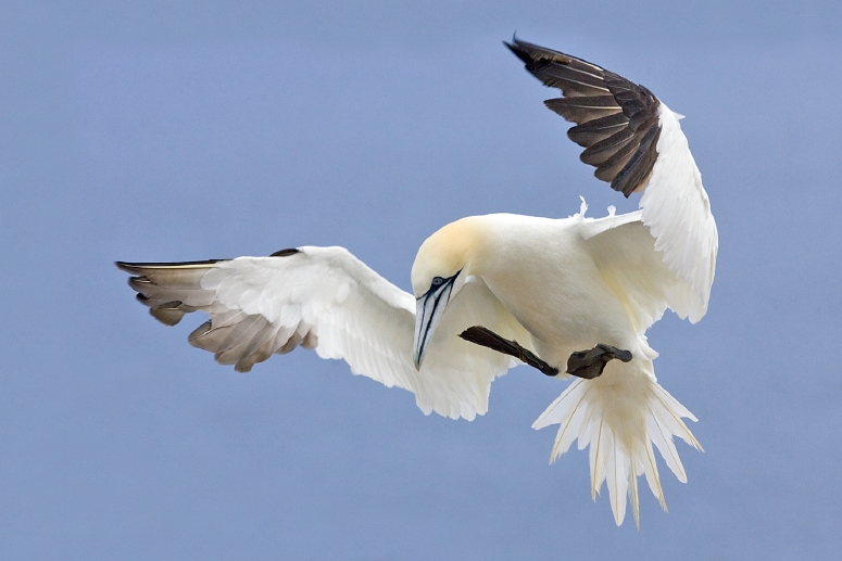 Northern Gannet