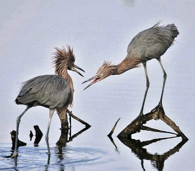 Reddish egrets