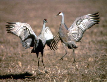 Sandhill Crane
