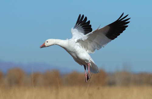 Snow Goose