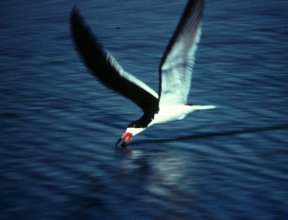 A Black skimmer scoops its prey into its bill.
