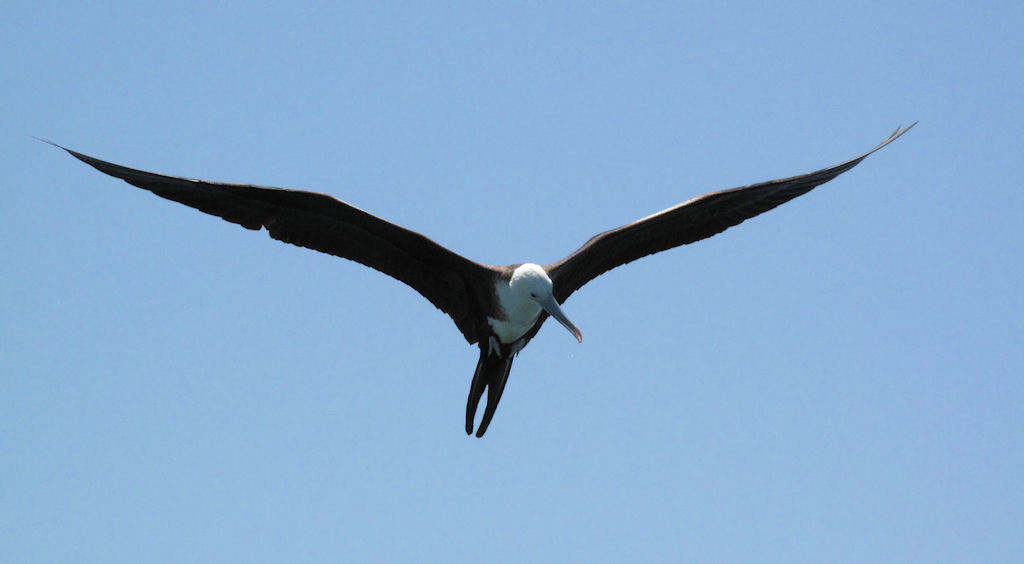 Magnificent Frigatebird