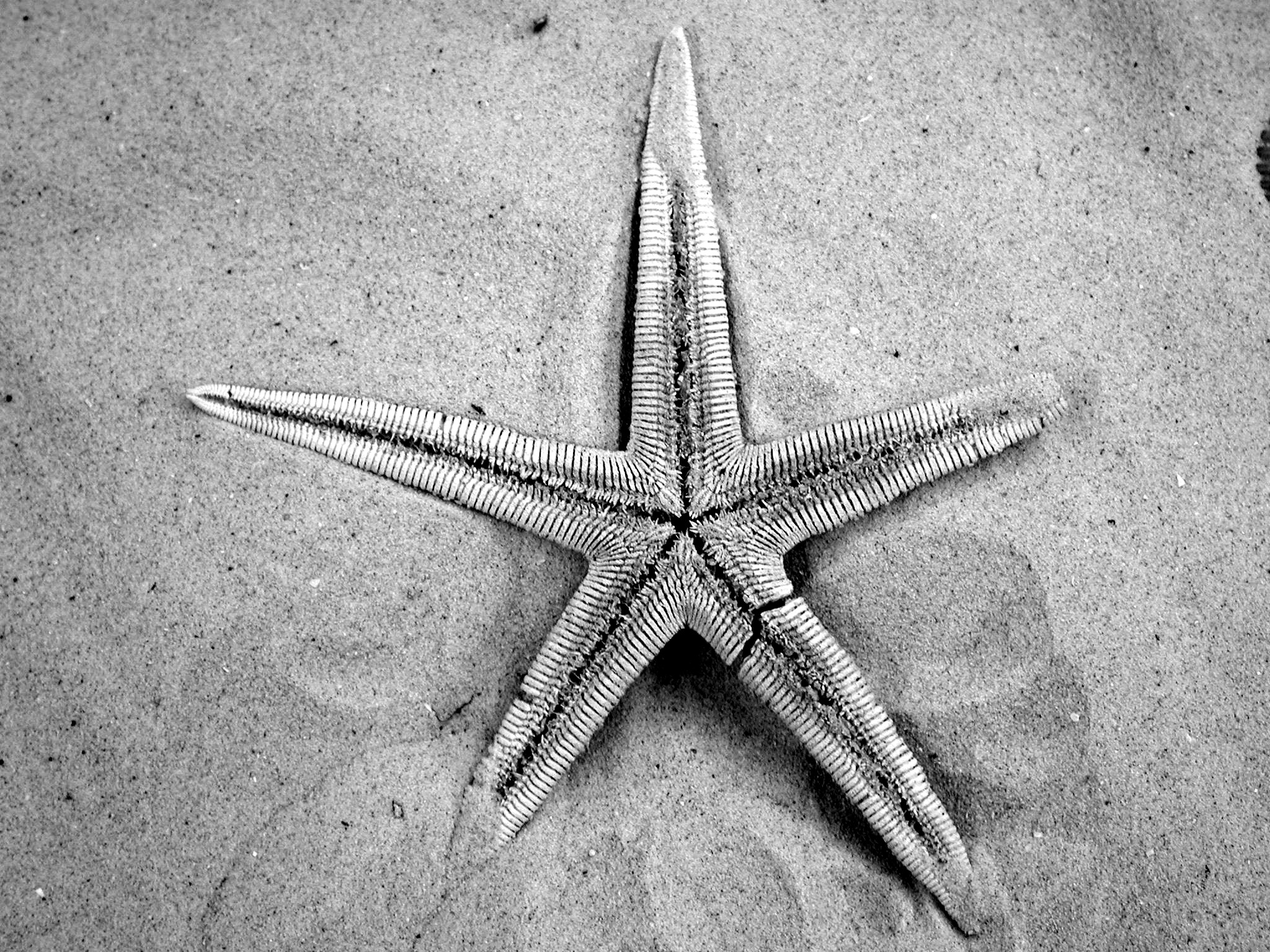 Sea Star on the Beach