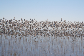 373,000 Western sandpipers in flight over the Laguna Madre