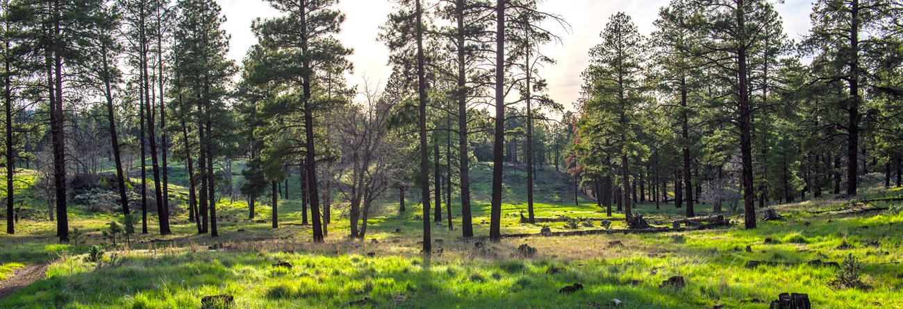 Forest of ponderosa pines