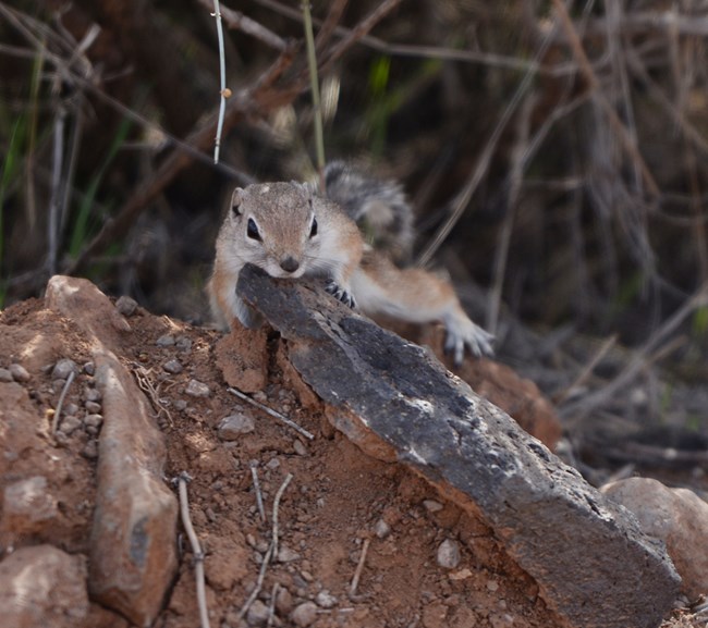 A ground squirrel cools its body while it lays on a pile of sand in the shade.