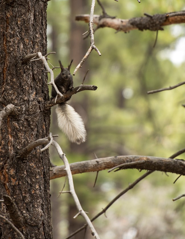 A chestnut brown squirrel with tuffed ears and a fluffy white tail sitting on a tree branch.