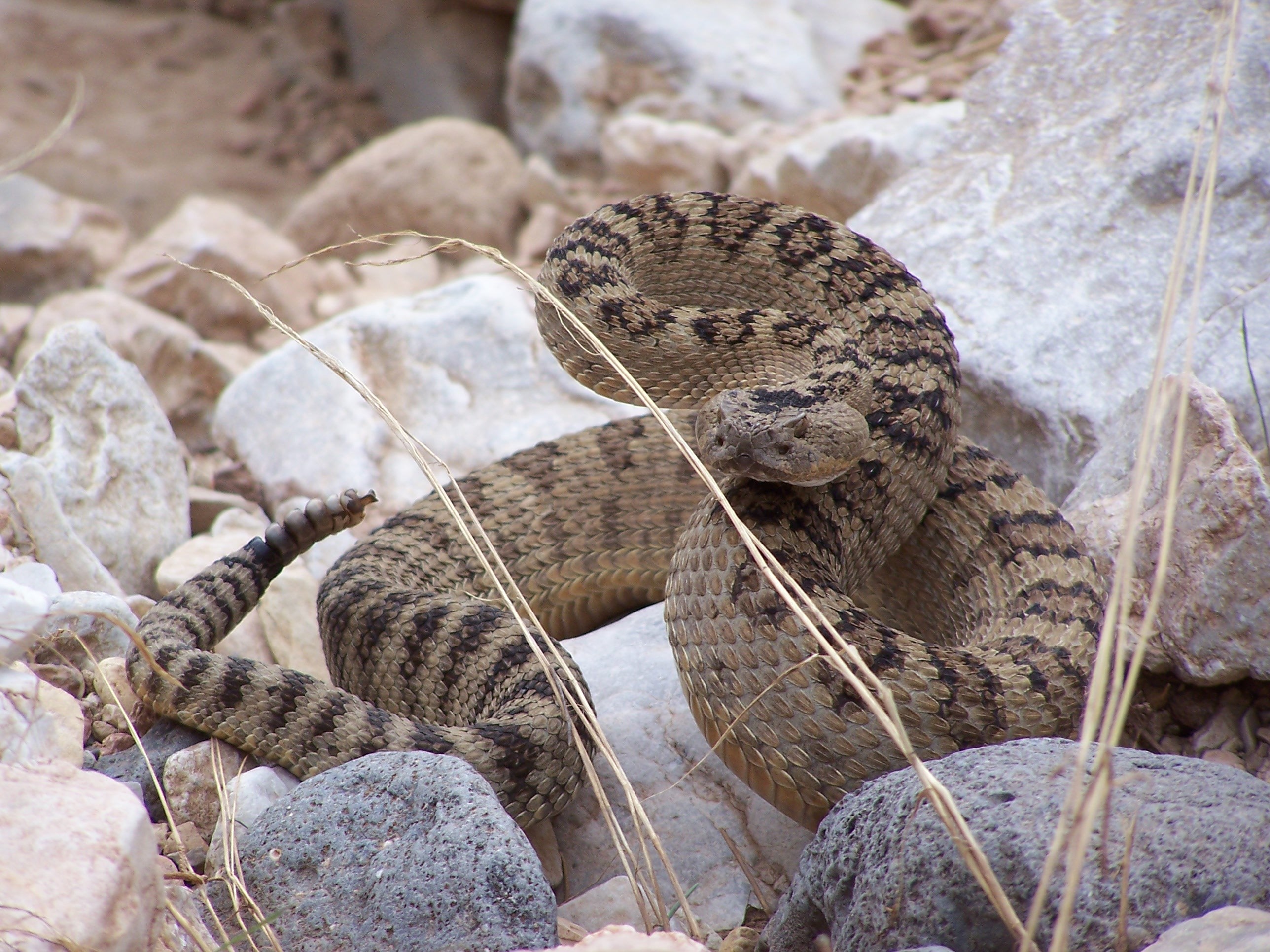 Western Rattlesnake - Grand Canyon-Parashant National Monument (U.S 