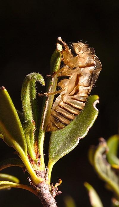 A golden cicada exoskeleton on a green leaf.