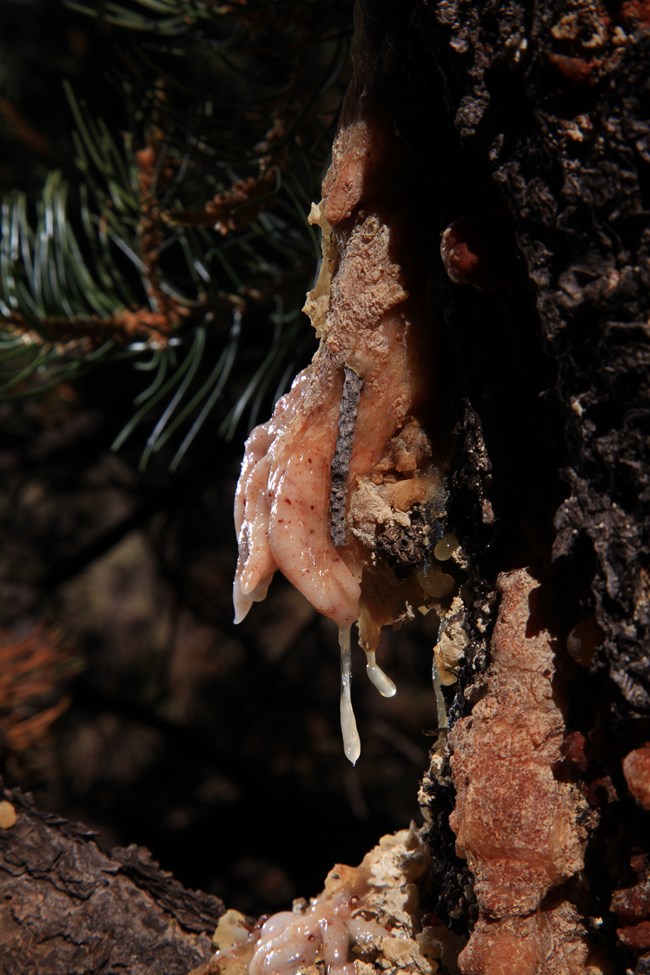 Sap extruding from a tree.