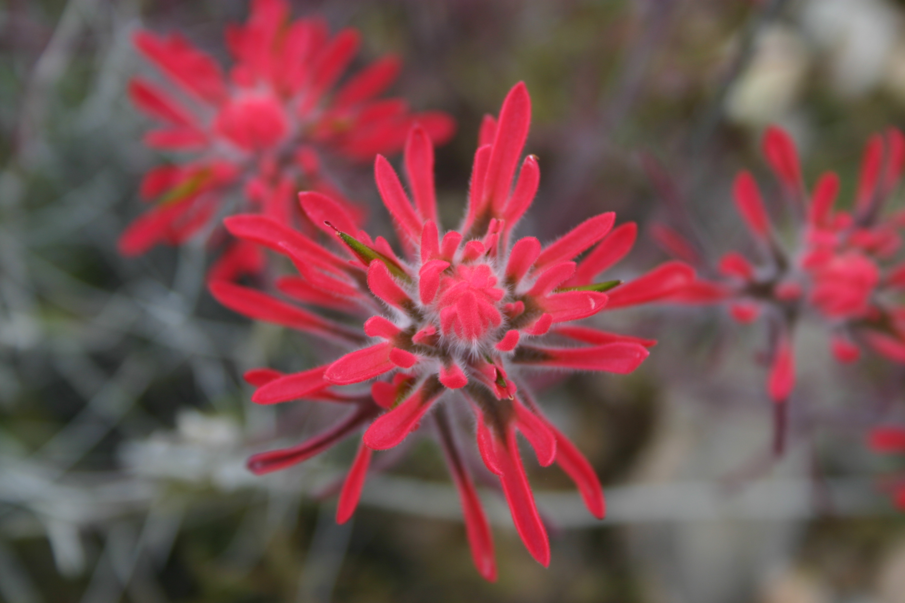 Looking down at the flowering portion of Desert Paintbrush bracts. Small bright and thin red leaves imitate a flower that will attract insects and hummingbirds for pollination.