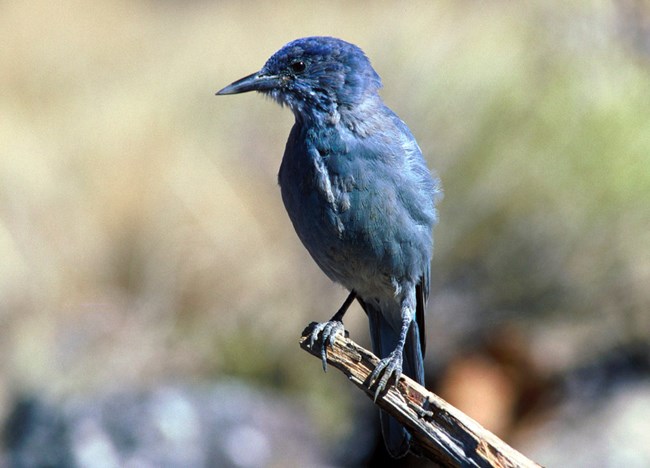 A blue medium sized pinyon jay sitting atop a broken branch.