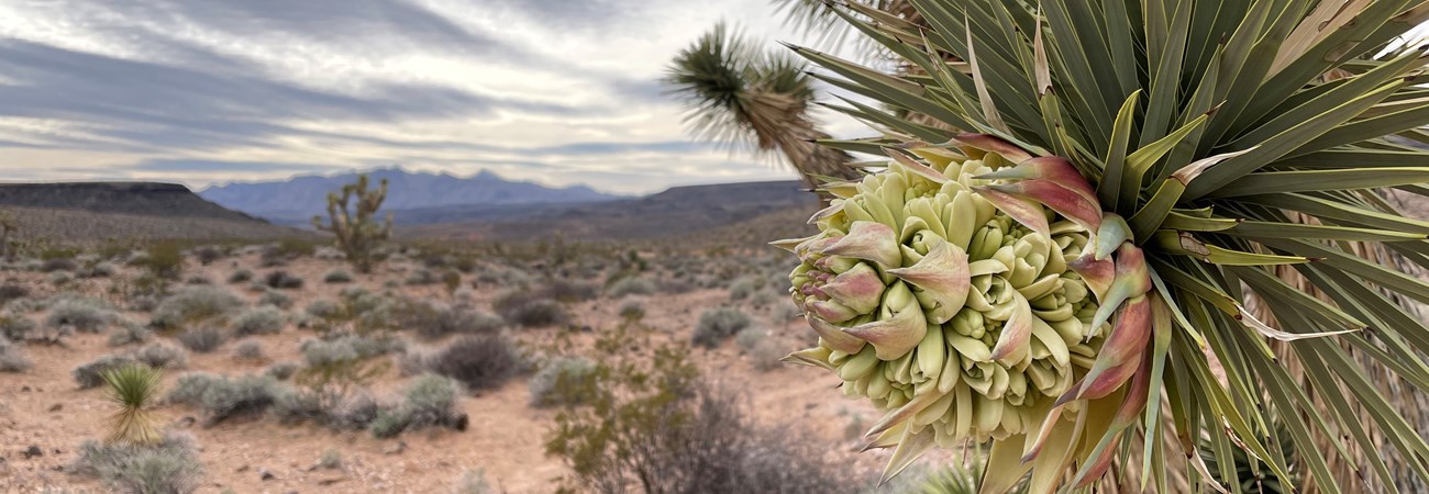 A white/yellow Joshua Tree blossom in full detail, with a blurred background of the Pakoon Basin in the background.