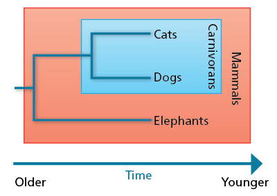 cladogram relating dogs, cats, and elephants