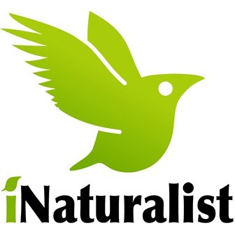 iNaturalist logo with bird